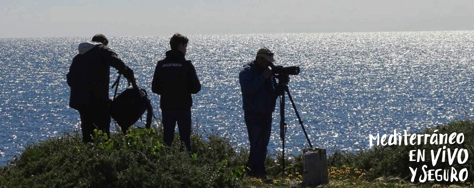 Birding in the Region of Valencia - Tabarca