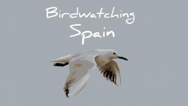 Birdwatching Spain